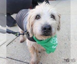 Unknown-Wheaten Terrier Mix Dogs for adoption in Washington, DC, USA