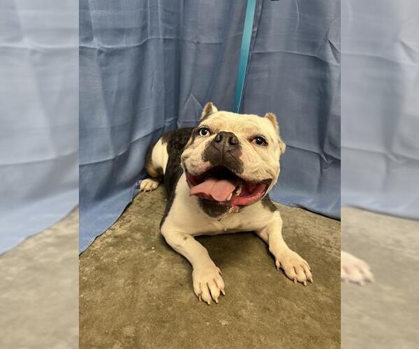 Medium Photo #1 Bulldog Puppy For Sale in Rosenberg, TX, USA