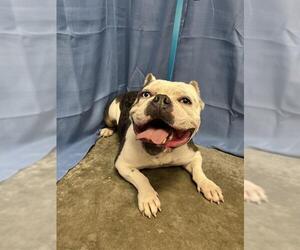 Bulldog Dogs for adoption in Rosenberg, TX, USA