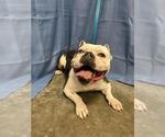 POTATO - Male Bulldog Dog for Adoption - Small photo