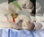 Puppy 1 Golden Retriever