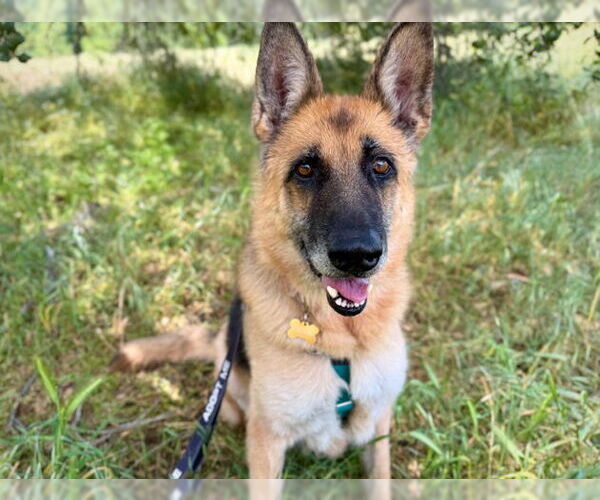 Medium Photo #2 German Shepherd Dog Puppy For Sale in Pasadena, CA, USA