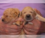 Small Photo #16 Golden Retriever Puppy For Sale in POULSBO, WA, USA