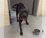STERLING - Male Mutt Dog for Adoption - Small photo