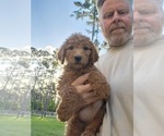 Small Photo #19 Goldendoodle (Miniature) Puppy For Sale in STELLA, NC, USA