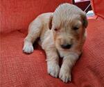 Small Photo #2 Golden Retriever Puppy For Sale in DAWSONVILLE, GA, USA