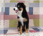 Small #9 Miniature Australian Shepherd