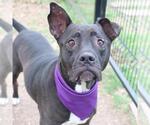 Small American Staffordshire Terrier Mix