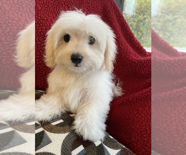 Medium Photo #7 Maltese-Poodle (Toy) Mix Puppy For Sale in RICHMOND, IL, USA