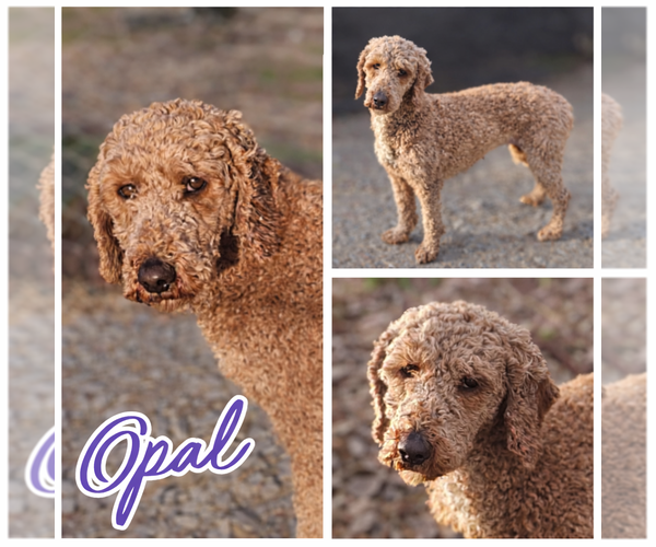 Medium Photo #2 Poodle (Miniature) Puppy For Sale in Blacksburg, SC, USA