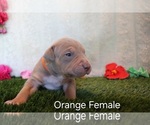 Puppy Puppy 2 Orange American Bully