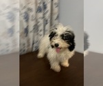 Small #14 Cavapoo-Poodle (Miniature) Mix