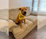 Small #2 American Pit Bull Terrier Mix