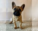Small French Bulldog Mix