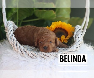 Goldendoodle (Miniature) Puppy for Sale in ITASCA, Texas USA