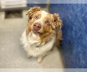 Australian Shepherd Dogs for adoption in Fort Collins, CO, USA