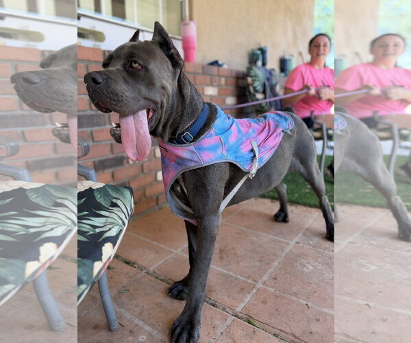 Medium Photo #5 Mutt Puppy For Sale in Goodyear, AZ, USA