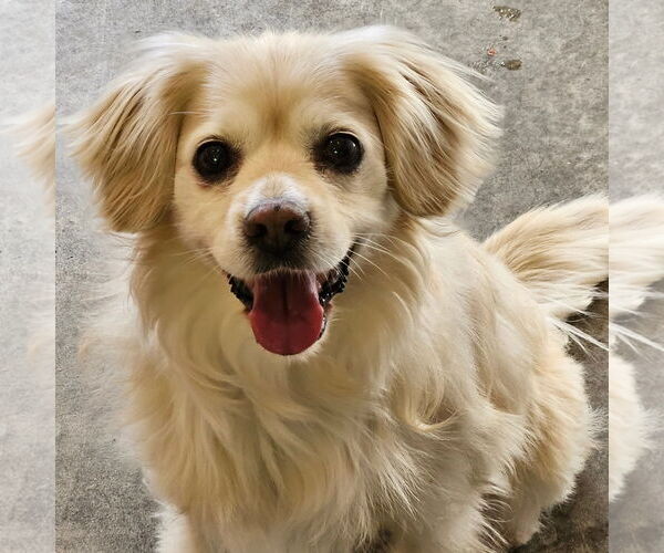 Medium Photo #1 Cocker Spaniel-Unknown Mix Puppy For Sale in Agoura Hills, CA, USA