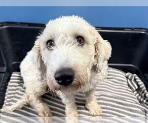 Poodle (Miniature)-Unknown Mix Dogs for adoption in San Clemente, CA, USA