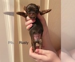 Puppy Rusty Shorkie Tzu
