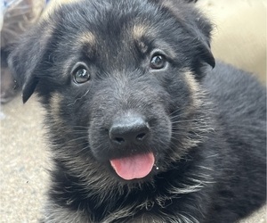 German Shepherd Dog Puppy for Sale in WINONA, Minnesota USA