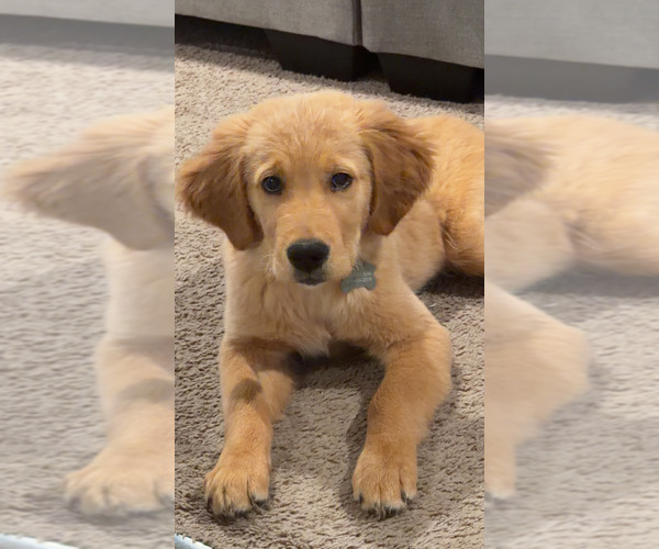 Medium Photo #2 Golden Retriever Puppy For Sale in WALTON, KY, USA
