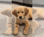 Small Photo #2 Golden Retriever Puppy For Sale in WALTON, KY, USA