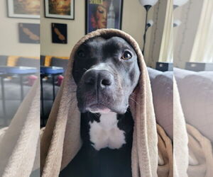 American Pit Bull Terrier Dogs for adoption in Alexandria, VA, USA