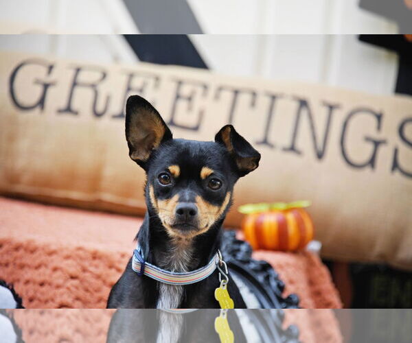 Medium Photo #7 Chipin Puppy For Sale in Sandy, UT, USA