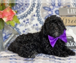 YorkiePoo Puppy for sale in LANCASTER, PA, USA