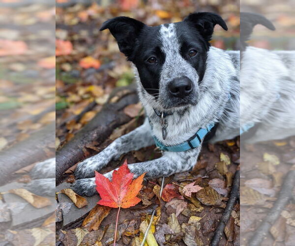 Medium Photo #1 Border Collie-Unknown Mix Puppy For Sale in Brewster, NY, USA