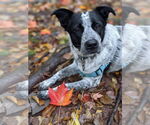 Small Border Collie Mix