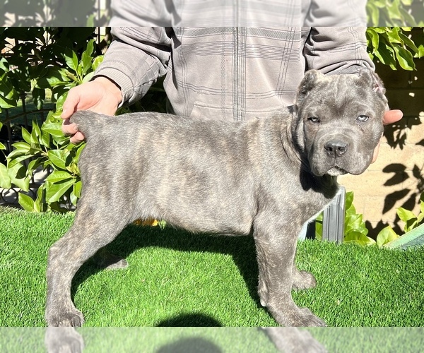 Medium Photo #12 Cane Corso Puppy For Sale in CORONA, CA, USA