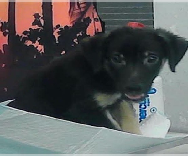 Medium Photo #7 German Shepherd Dog-Unknown Mix Puppy For Sale in Lakewood, CO, USA