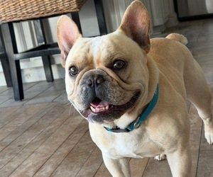Father of the French Bulldog puppies born on 04/30/2026