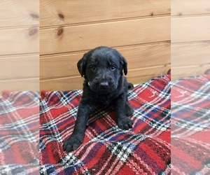 Labradoodle Puppy for sale in WILLIAMSTOWN, KY, USA