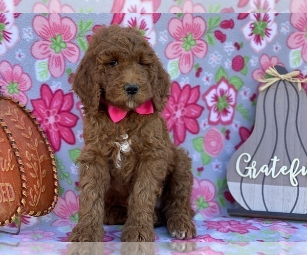 Medium Photo #1 Poodle (Standard) Puppy For Sale in LANCASTER, PA, USA