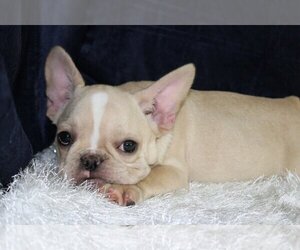 French Bulldog Puppy for sale in WESTON, MA, USA