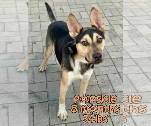 Medium Photo #4 German Shepherd Dog-Unknown Mix Puppy For Sale in Woodbury, NY, USA