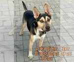 Small #3 German Shepherd Dog Mix
