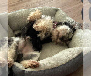Reeve - Male Mutt Dog for Adoption - Photo #3