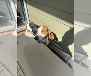 Mutt Dogs for adoption in Hilton Head, SC, USA