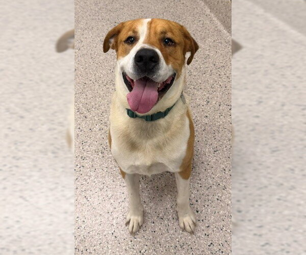 Medium Photo #1 Labrador Retriever-Saint Bernard Mix Puppy For Sale in Brighton, CO, USA