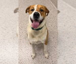 Small Labrador Retriever-Saint Bernard Mix