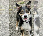 Small #8 Border Collie Mix