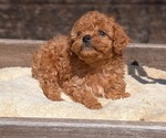 Small Photo #24 Cavapoo (Miniature) Puppy For Sale in GOSHEN, IN, USA