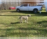 Small #5 Irish Wolfhound