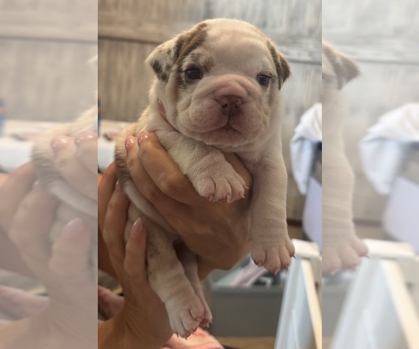Medium Photo #17 English Bulldog Puppy For Sale in FAYETTEVILLE, NC, USA