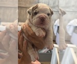 Small #5 English Bulldog