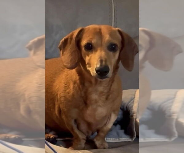 Medium Photo #8 Dachshund Puppy For Sale in Shelbyville, TN, USA